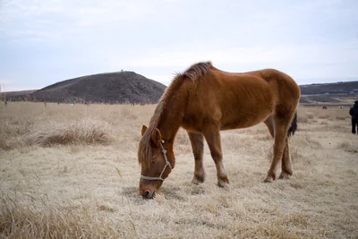 A brown horse grazing on pale grass beneath rolling hills