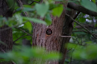 A bird peering from a hole in a tree trunk behind green leaves